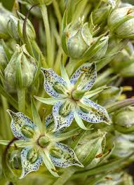 Grün Gentian Blumensamen zur Aussaat leuchtend Traditionssorte & ohne Gentechnik Samen Hausgarten
