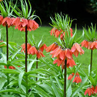 Grün Crown Imperial Samen zur Aussaat kompakt Wuchs Traditionssorte & ohne Gentechnik Samen Hausgarten