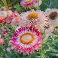 Strawflower Mischung Blumensamen zur Aussaat – ideal Rabatten – Traditionssorte & ohne Gentechnik Samen Hausgarten
