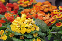 Calceolaria Blumensamen zur Aussaat Schnitt Blume beliebt Traditionssorte & ohne Gentechnik Samen Hausgarten