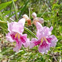 Desert Willow Chilopsis linearis Blumensamen zur Aussaat Landscape und Garten