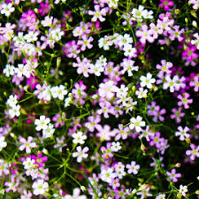 mehrfarbig Gypsophila Blumensamen zur Aussaat saisonal Dauerblüher Traditionssorte & ohne Gentechnik Samen Hausgarten