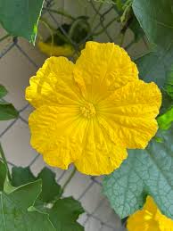 Gelb Luffa Blumensamen zur Aussaat – leuchtend – Traditionssorte & ohne Gentechnik Samen Hausgarten
