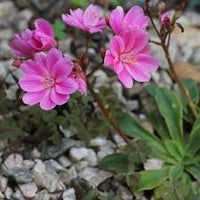 Lewisia Blumensamen zur Aussaat – farbenfroh Schau – Traditionssorte & ohne Gentechnik Samen Hausgarten