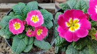 Lila Gelb Primel Malacoides Samen Blumensamen zur Aussaat leuchtend Blüten Traditionssorte & ohne Gentechnik Samen Hausgarten