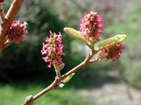 Fortunearia sinensis rosa blume samen for vibrant garten blooms