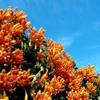 Gelb Pyrostegia Venusta Samen Blumensamen zur Aussaat ideal Rabatten Traditionssorte & ohne Gentechnik Samen Hausgarten