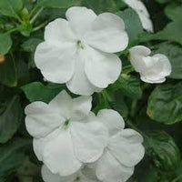 Weiß Springkraut Blumensamen zur Aussaat leuchtend Blüten Traditionssorte & ohne Gentechnik Samen Hausgarten