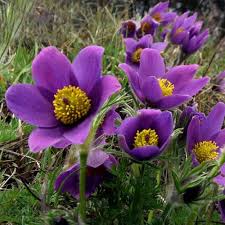 Violett Anemone Pulsatilla Blumensamen zur Aussaat sonnenliebend Traditionssorte & ohne Gentechnik Samen Hausgarten