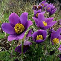 Violett Anemone Pulsatilla Blumensamen zur Aussaat sonnenliebend Traditionssorte & ohne Gentechnik Samen Hausgarten