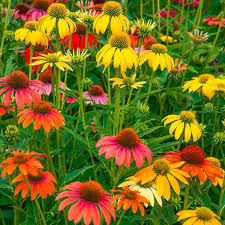 ConeFlower Samen zur Aussaat Wildblume Mischung Traditionssorte & ohne Gentechnik Samen Hausgarten