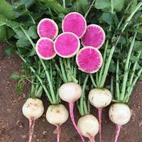 Watermelon Radish Gemüse Samen zum Pflanzen