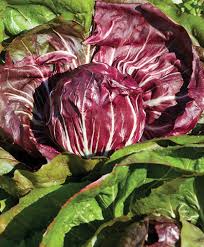 Burgundy Radicchio Planting Samen - Grow Your Own
