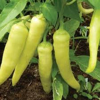 Banana Pepper Paprika Samen