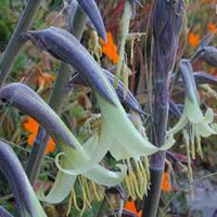 Grün Puya Mirabilis Blumensamen zur Aussaat – robust Sorte – Traditionssorte & ohne Gentechnik Samen Hausgarten