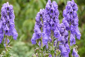 Monkshood Poisonous Blumensamen zur Aussaat – leuchtend – Traditionssorte & ohne Gentechnik Samen Hausgarten