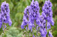 Monkshood Poisonous Blumensamen zur Aussaat – leuchtend – Traditionssorte & ohne Gentechnik Samen Hausgarten