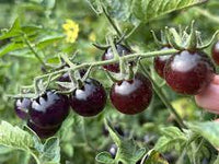 Tomato gemüse samen für aussaat dark lila