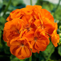 Orange Pelargonium Peltatum Blumensamen zur Aussaat Drought verträglich Traditionssorte & ohne Gentechnik Samen Hausgarten