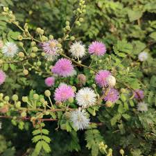 Lavendel Mimosa Pudica Blumensamen zur Aussaat – Anzucht – Traditionssorte & ohne Gentechnik Samen Hausgarten
