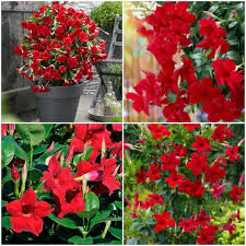 Dipladenia Blumensamen zur Aussaat – kompakt Wuchs – Traditionssorte & ohne Gentechnik Samen Hausgarten