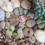 Living Stone Sempervivum Blumensamen zur Aussaat – Traditionssorte ohne Gentechnik – Keimung