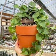 Dioscorea Blumensamen zur Aussaat Garten beliebt Traditionssorte & ohne Gentechnik Samen Hausgarten