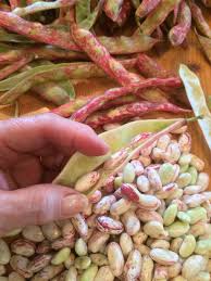 Pink & Weiß Pinto Bean Samen zum Pflanzen