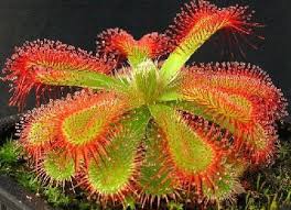 Rot Gelb Sundew Blumensamen zur Aussaat sonnenliebend Traditionssorte & ohne Gentechnik Samen Hausgarten