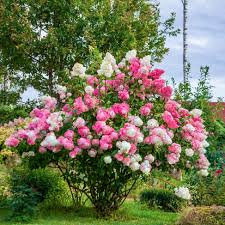 Vanilla Strawberry Hortensie Blumensamen zur Aussaat – duftend Blüten – Traditionssorte & ohne Gentechnik Samen Hausgarten