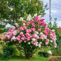 Vanilla Strawberry Hortensie Blumensamen zur Aussaat – duftend Blüten – Traditionssorte & ohne Gentechnik Samen Hausgarten