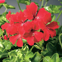 Kastanienrot Big Blüten Geranie Blumensamen zur Aussaat Wildblume Mischung Traditionssorte & ohne Gentechnik Samen Hausgarten