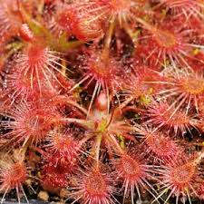 Rosa Sundew Blumensamen zur Aussaat Traditionssorte ohne Gentechnik Keimung biologisch Garten Samen