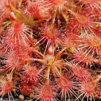 Rosa Sundew Blumensamen zur Aussaat Traditionssorte ohne Gentechnik Keimung biologisch Garten Samen