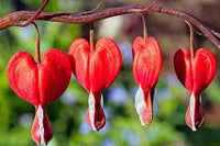 Bleeding Heart Samen zur Aussaat Lamprocapnos Spectabilis Halbschatten Garten Blume Beet
