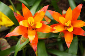 Orange Bromeliad Blumensamen zur Aussaat – Traditionssorte ohne Gentechnik biologisch Garten Samen Keimung