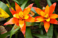 Orange Bromeliad Blumensamen zur Aussaat – Traditionssorte ohne Gentechnik biologisch Garten Samen Keimung