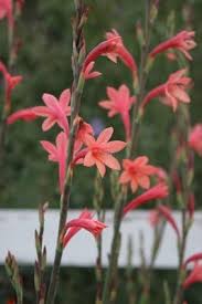 Watsonie Watsonie Blumensamen – Traditionssorte ohne Gentechnik Garten Aussaat