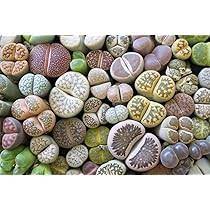 Living Stone Sempervivum Blumensamen zur Aussaat – Traditionssorte ohne Gentechnik – Keimung