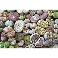 Living Stone Sempervivum Blumensamen zur Aussaat – Traditionssorte ohne Gentechnik – Keimung