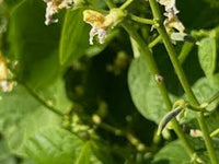 Green Tepary Bean Planting Samen - Gemüse Garden Samen