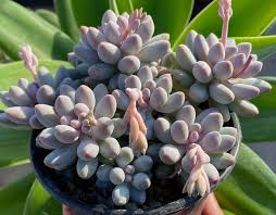 Pachyphytum Blumensamen zur Aussaat ideal Rabatten Traditionssorte & ohne Gentechnik Samen Hausgarten