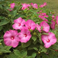 Traditionssorte Hibiskus Moscheutos Blumensamen zur Aussaat pflegeleicht Traditionssorte & ohne Gentechnik Samen Hausgarten