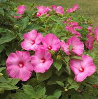 Traditionssorte Hibiskus Moscheutos Blumensamen zur Aussaat pflegeleicht Traditionssorte & ohne Gentechnik Samen Hausgarten