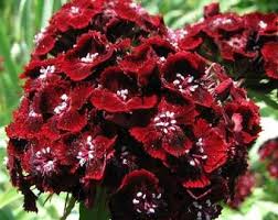 Kastanienrot William Nelke Blumensamen zur Aussaat – hochwertige Qualitäts- – Traditionssorte & ohne Gentechnik Samen Hausgarten