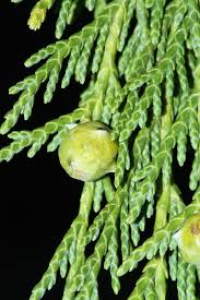 Pendula Chamaecyparis Nootkatensis Blumensamen zur Aussaat – Anzucht – Traditionssorte & ohne Gentechnik Samen Hausgarten