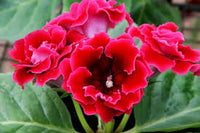 Kastanienrot Gloxinie Blumensamen zur Aussaat leuchtend Traditionssorte & ohne Gentechnik Samen Hausgarten