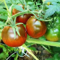 Braun Giant Tomate Samen zum Pflanzen