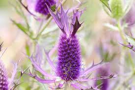 Lila eryngium blume samen for anpflanzung - garten favorite, heirloom & gmo free samen for home garten
 
 sale samen for anpflanzung in home garten