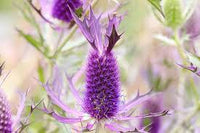 Lila eryngium blume samen for anpflanzung - garten favorite, heirloom & gmo free samen for home garten
 
 sale samen for anpflanzung in home garten
